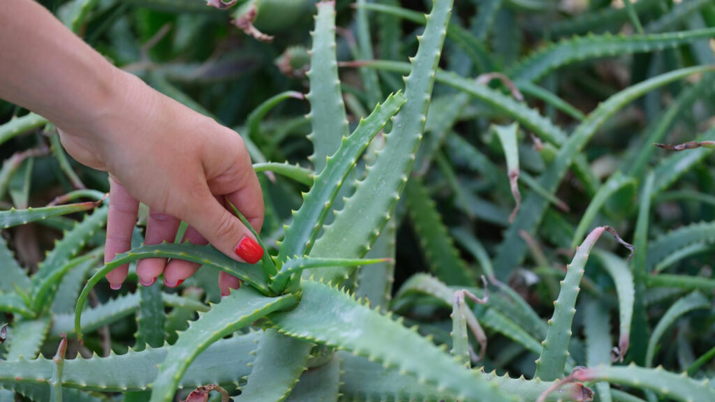 Dlaczego aloes ma miękkie liście?